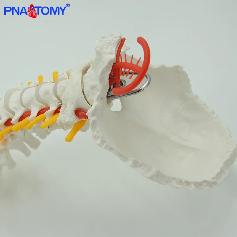 85cm Hanging Human Flexible Spine Model Vertebral Column Anatomy Model Life Size Sacrum Coccyx Pelvis Bone Anatomical Tool