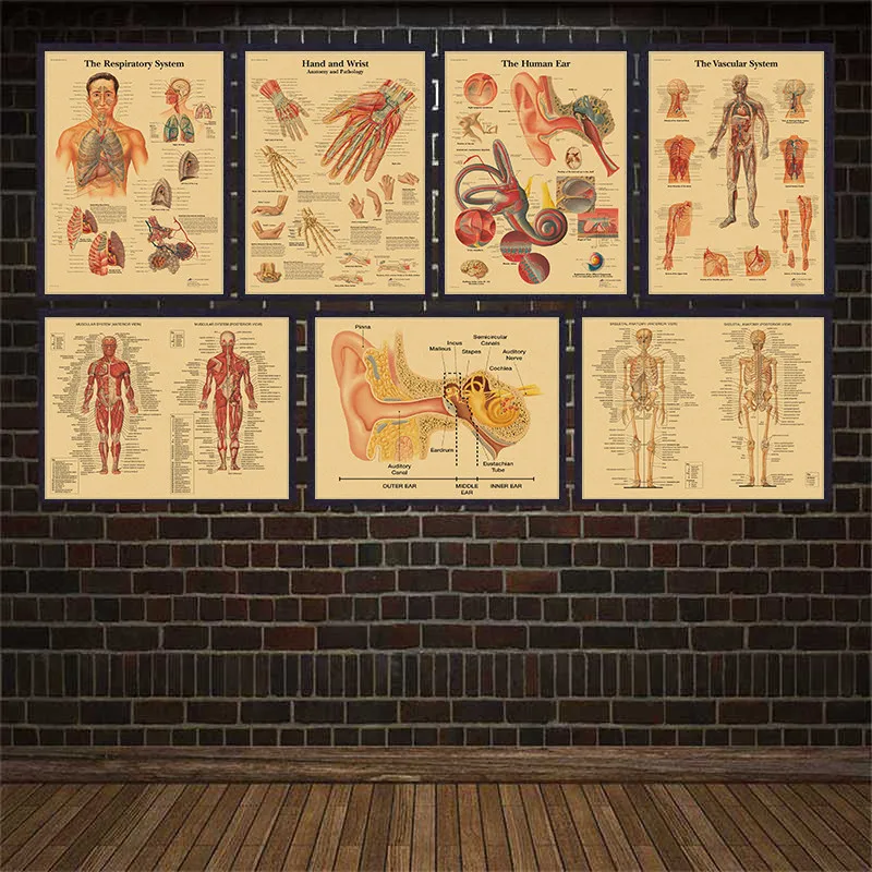 Human Anatomy Muscle System Kraft Paper Poster Art Print Human Body Picture Medical Education Home Decoration Painting