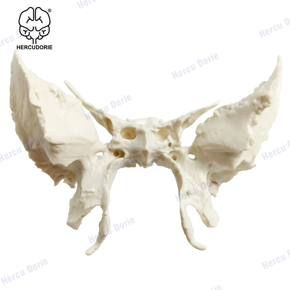 Scientific Human Sphenoid Bone Model | Cast from a Real Human Sphenoid Bone Specimen | Life Size Replica Details All Fissures, C