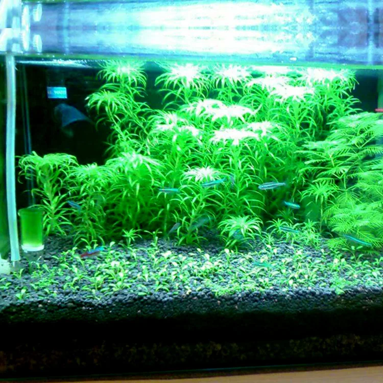 Aquarium Water Grass Mud Plant Seed Soil Fish Tank Bottom Sand Nutrient Soil Black Mud Water Grass Tank Bottom Soil Fertilizer