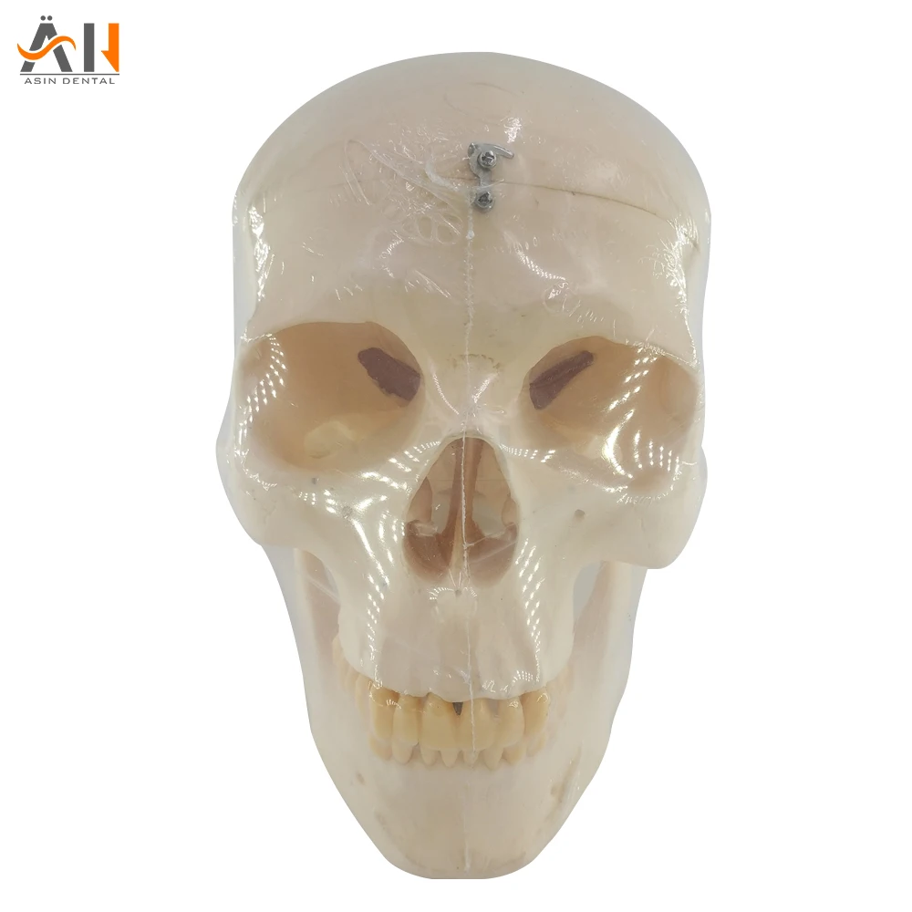 Real size Human anatomy of the skull model assembly of skull model human skeletal anatomy teaching tool