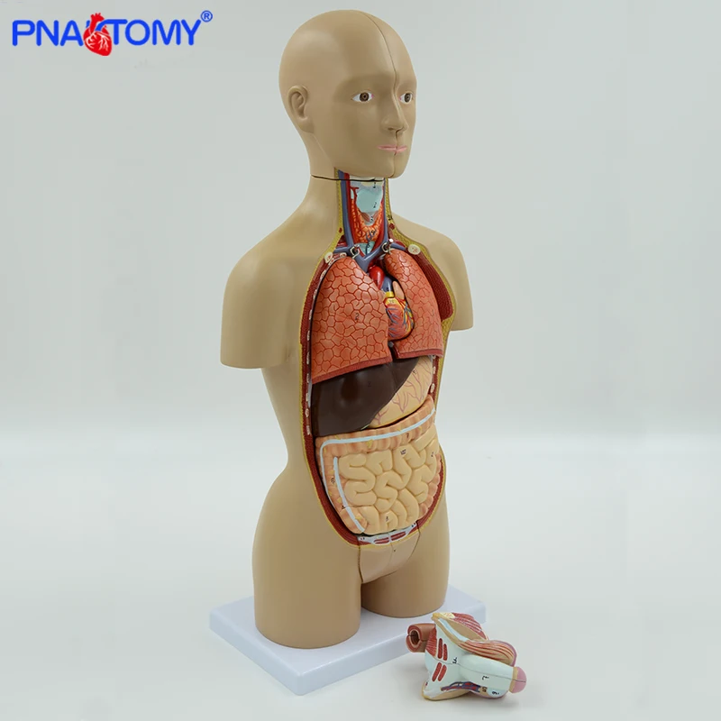 45CM Human Torso Model Dual-sex 16 Parts Internal Organs Brain Heart Stomach Liver Lungs Urinary Anatomy Educational Equipment