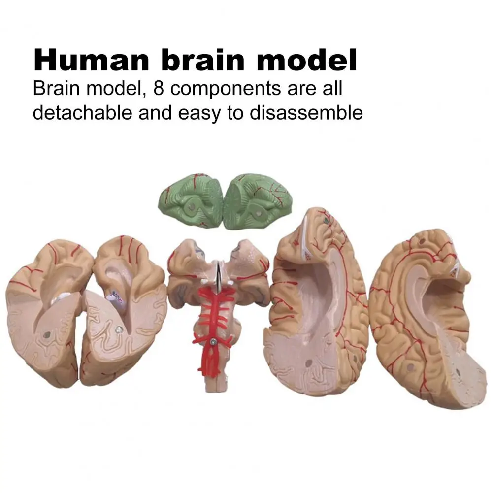 12x11x15 سنتيمتر نموذج الدعائم الطبية تفكيكها التشريحية الإنسان مجسم لشكل مخ 8-جزء بولي كلوريد الفينيل الحياة الحجم التشريح أداة التدريس الطبي