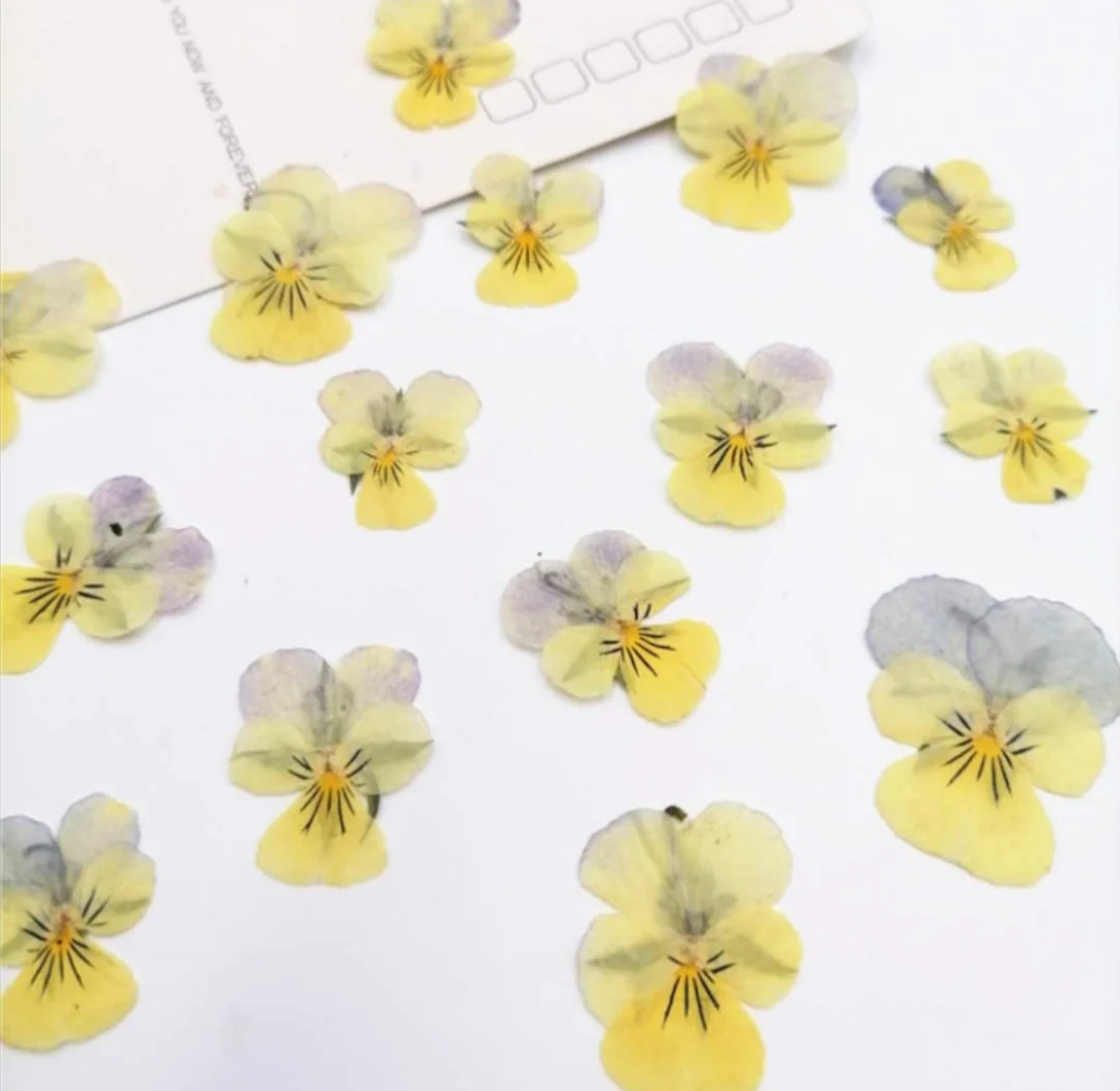 120pcs Pressed Dried Viola tricolor L Pansy Flower Leaf Plant Herbarium For Jewelry Postcard Bookmark Invatation Card DIY Making