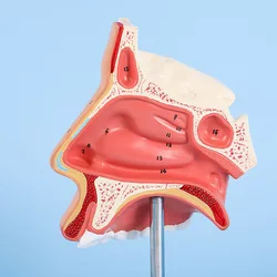 Modelo de Anatomía de nariz humana de tamaño real, órgano de detección, cavidad Nasal, modelo anatómico, equipo educativo de Ciencias Médicas, enseñanza