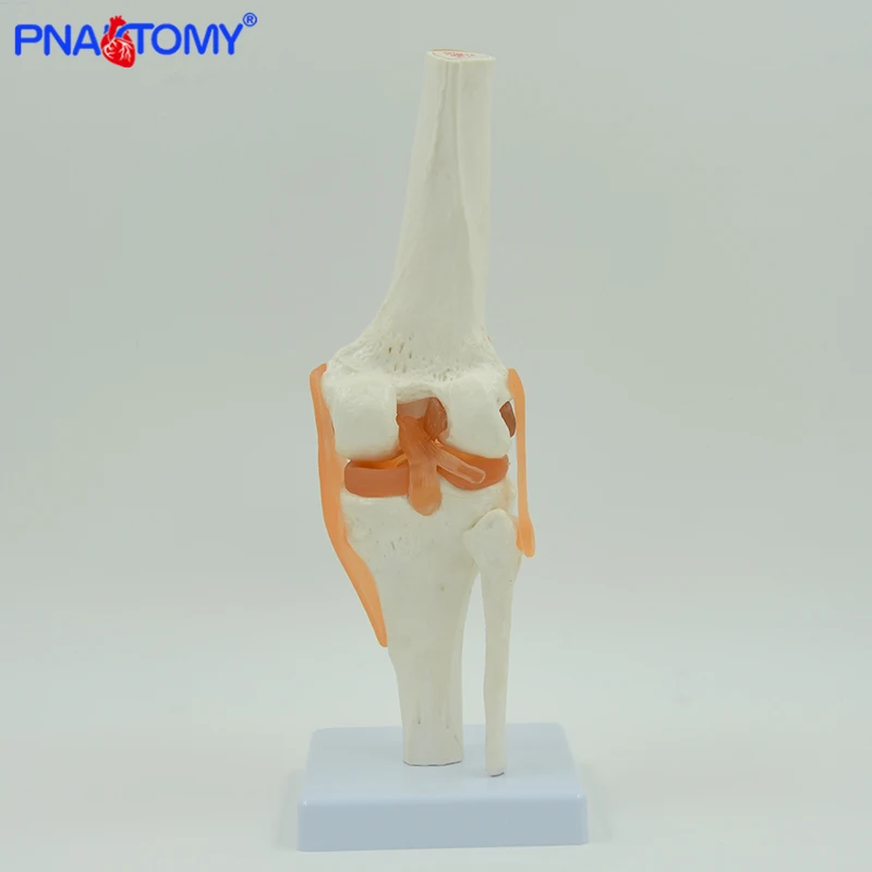 Flexible Knee Joint Model with Ligaments and Base Life Size Femur Tibia and Fibula Bone Anatomy Model Medical Teaching Gift