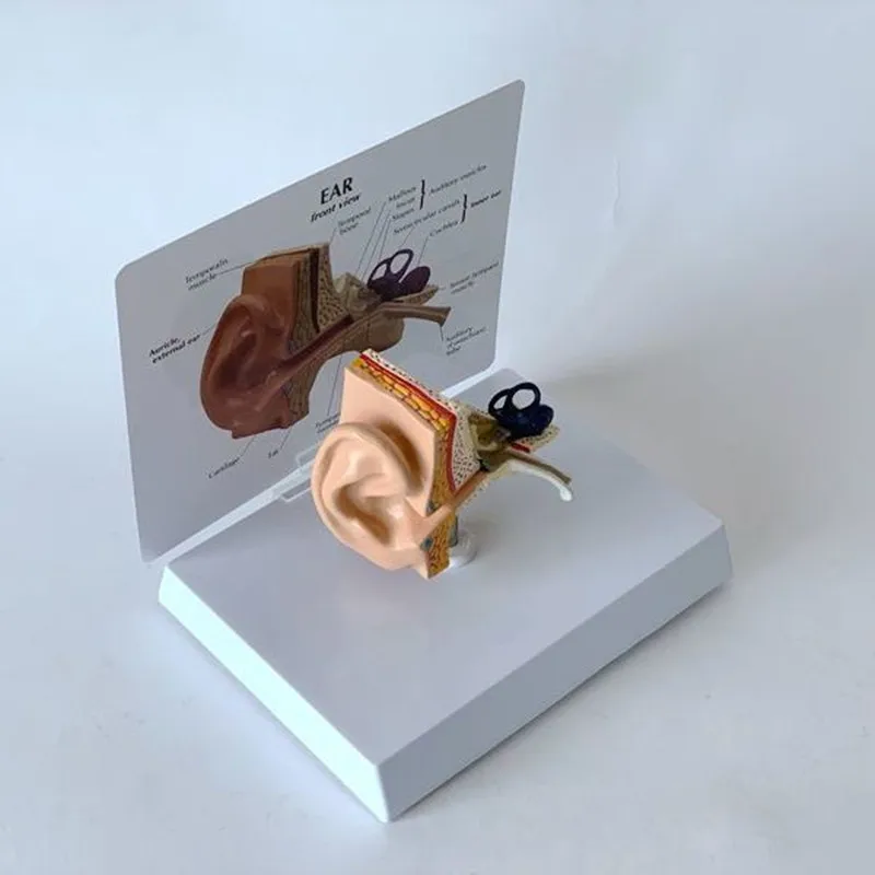 Ear Anatomical Model Outer Middle Inner Ear Auditory System Organs Ear Structure Teaching Aid