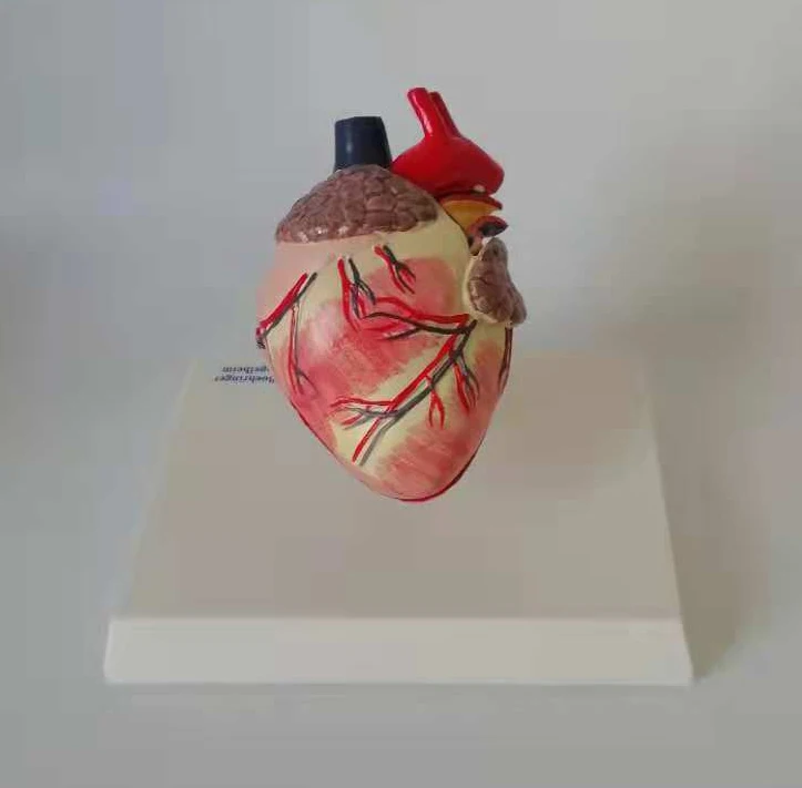 

Dog Canine Heart Anatomical Model Canidae Pets Veterinary Teaching Aids