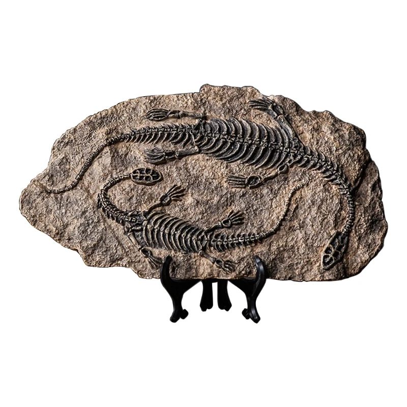 2024 New Dinosaur Fossil Statue Model Simulated Skeleton Home Office Display Decorative Craft Box Decoration 4 Sizes US Style