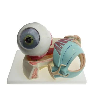 Eyeball with eyelid magnification structure anatomy