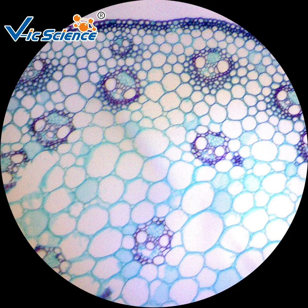 

100PCS Microscope Prepared Slides for Teaching and Medical expriments