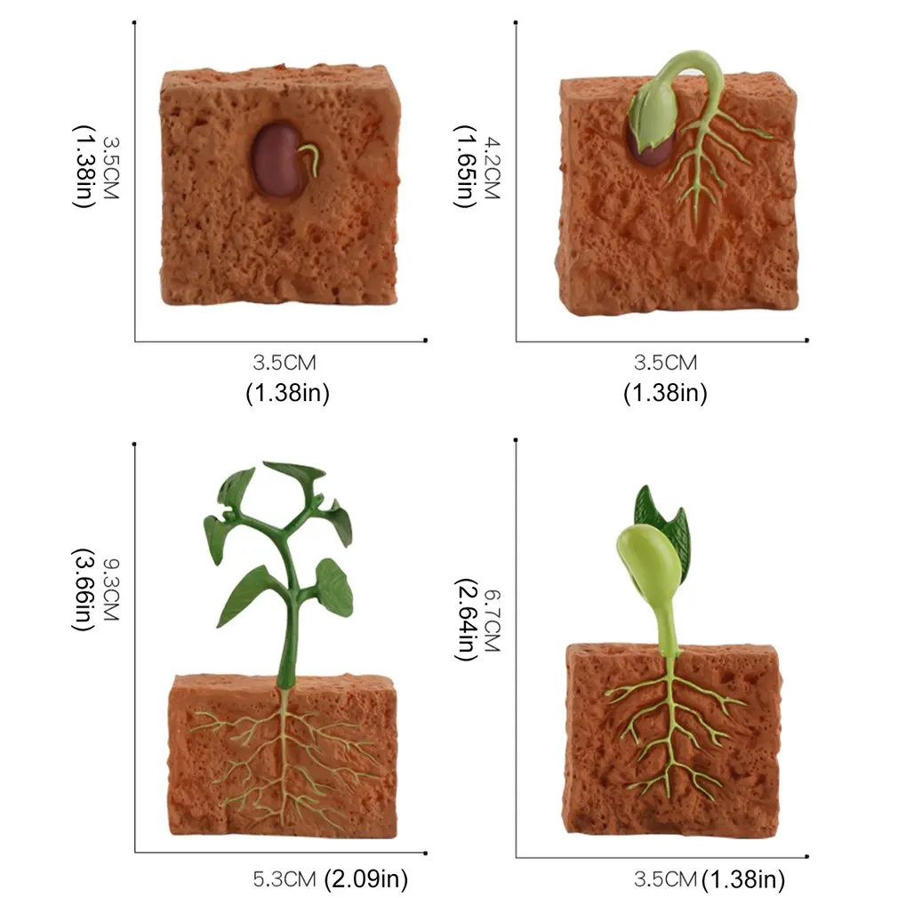 PVC Simulation Life Cycle Of Green Bean Plant Growth Cycle Model Action Figures Collection Science Educational Toys For Children