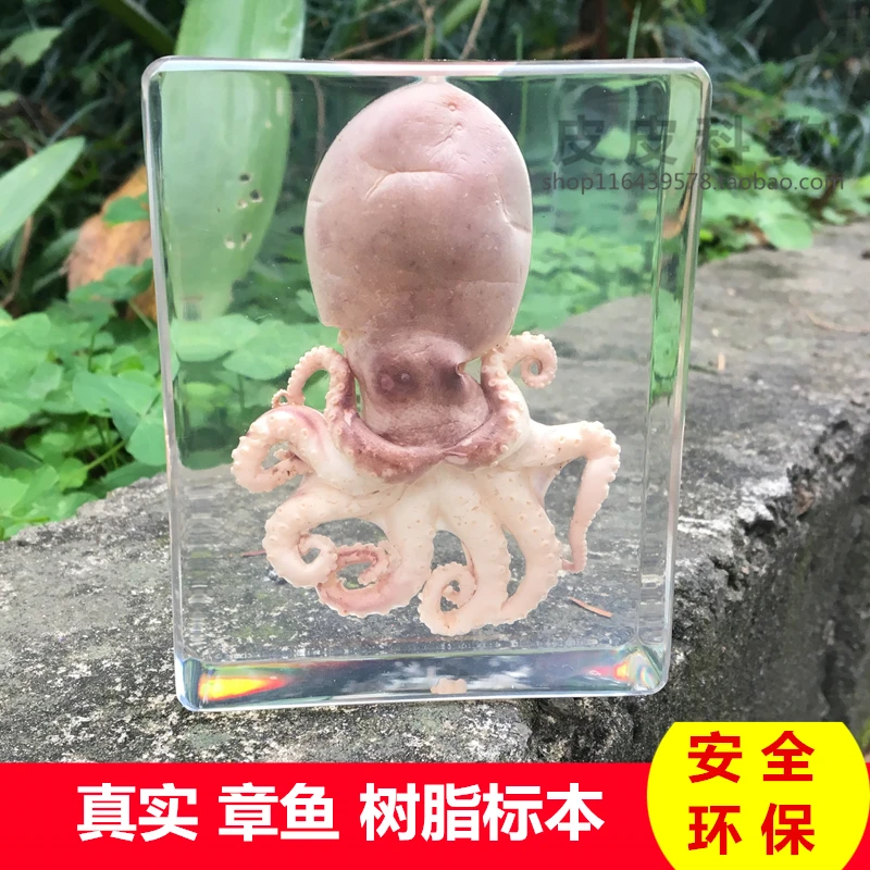 Children's toy Octopus resin specimen Octopus amber decoration squid