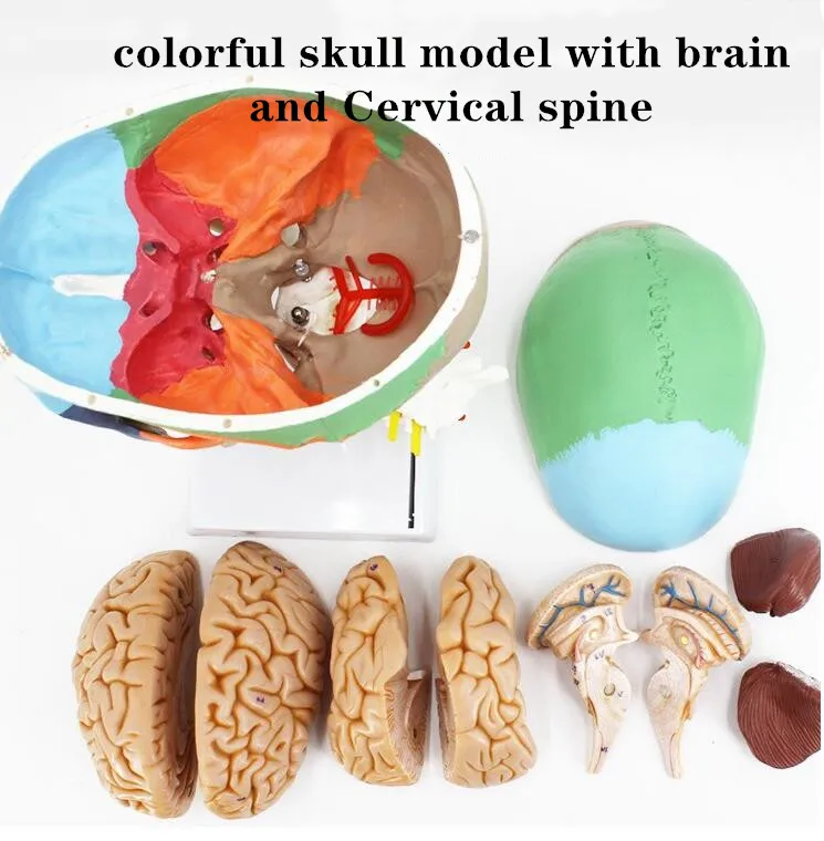 Human Colorful Muscled Skull Anatomical bone Model Skeleton Head Model with Brain and spine