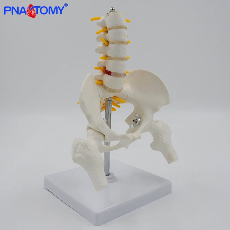 Mini Human Pelvic With Five Lumbar Vertebrae and Femur Model Spinal Column Spine Model Skeleton Anatomy Educational Equipment