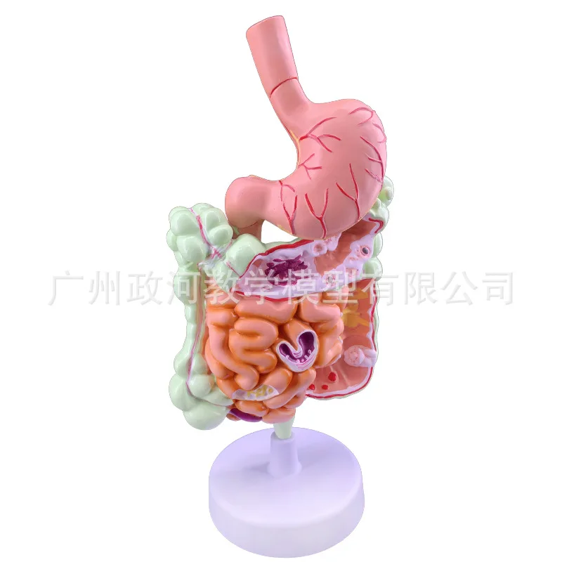 Human Digestive System Model Stomach Anatomy  Intestine Cecum Rectum Duodenum Visceral Structure Biology Model