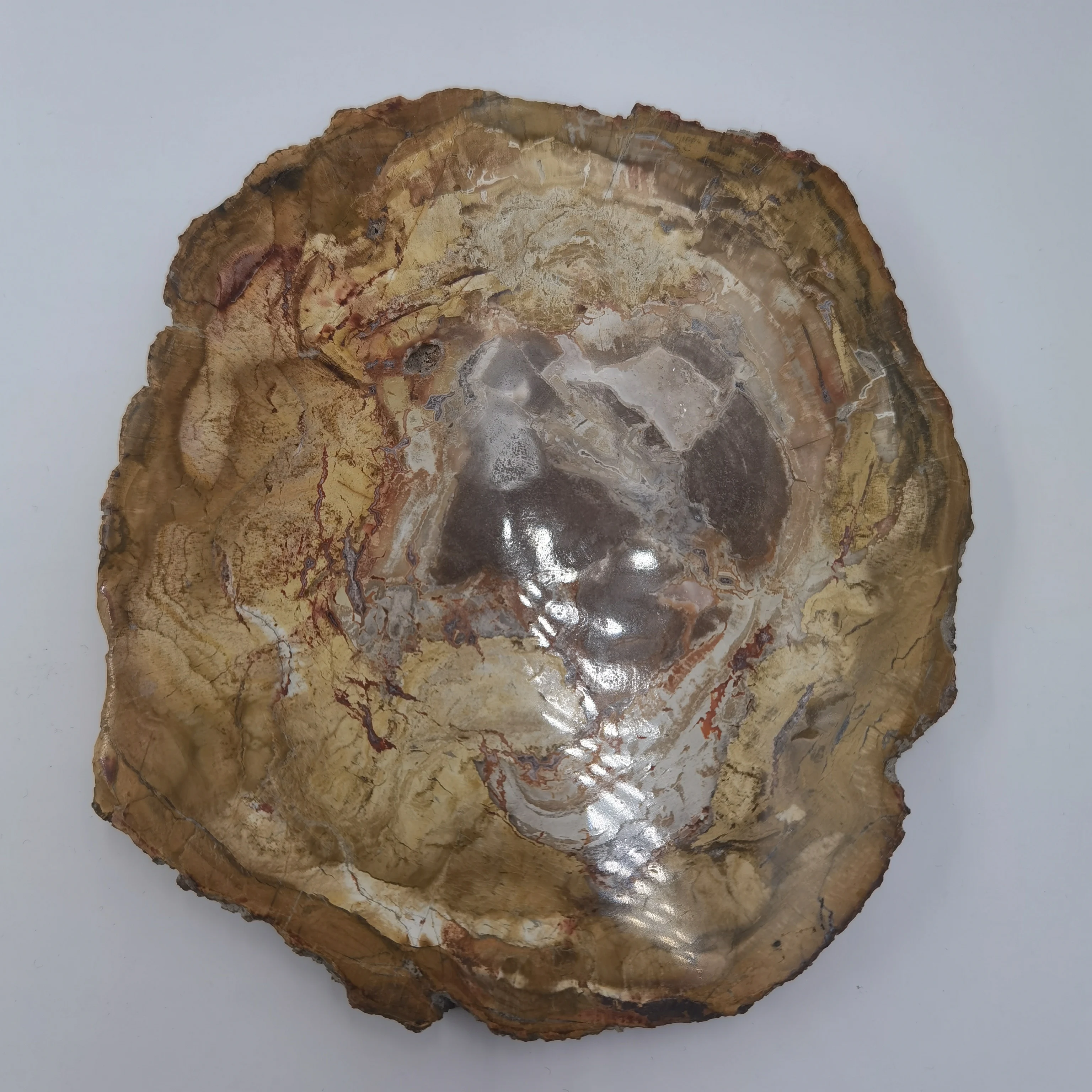 NATURAL PETRIFIED WOODEN COASTER CRYSTAL POWER STONE GIFT