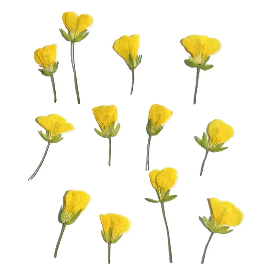 60pcs Side Pressed Dried Yellow Cole Flowers Plant Herbarium For Jewelry Photo Frame Phone Case Bookmark Phone Case DIY Making