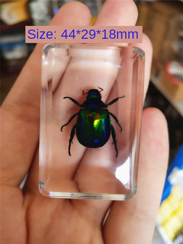 New Creative Beetle Specimen Transparent Block with Real Insect Scarab Bee Spade Spider Embedded Inside Teaching Tool Gift Decro