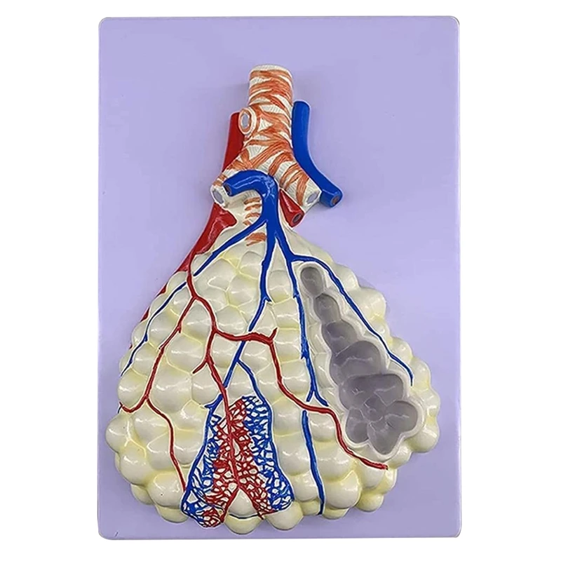 

Multi-purpose Human Respiratory System Anatomical Structure Model Enlarged Human Alveolar Model for Hospital School