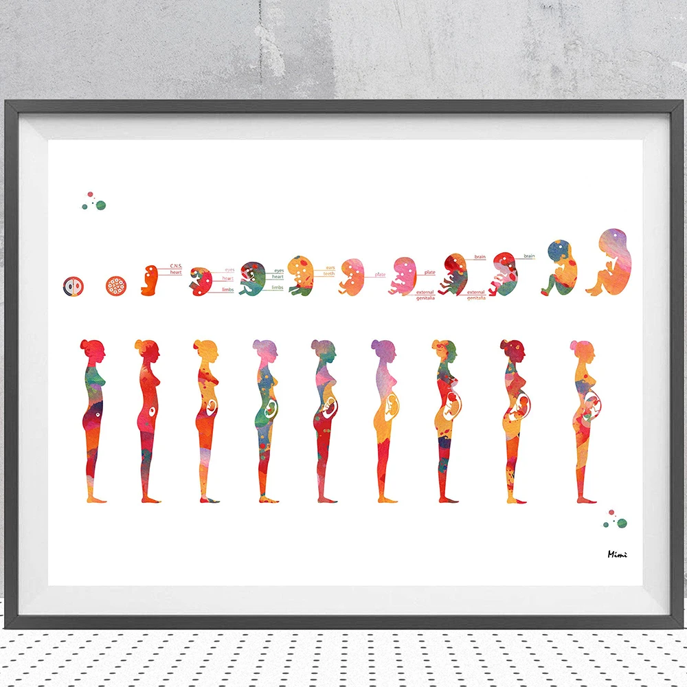 Pregnancy Stage Watercolor Poster Printing Fetal Gestational Age Printmaking Obstetrics and Gynecology Decor Art