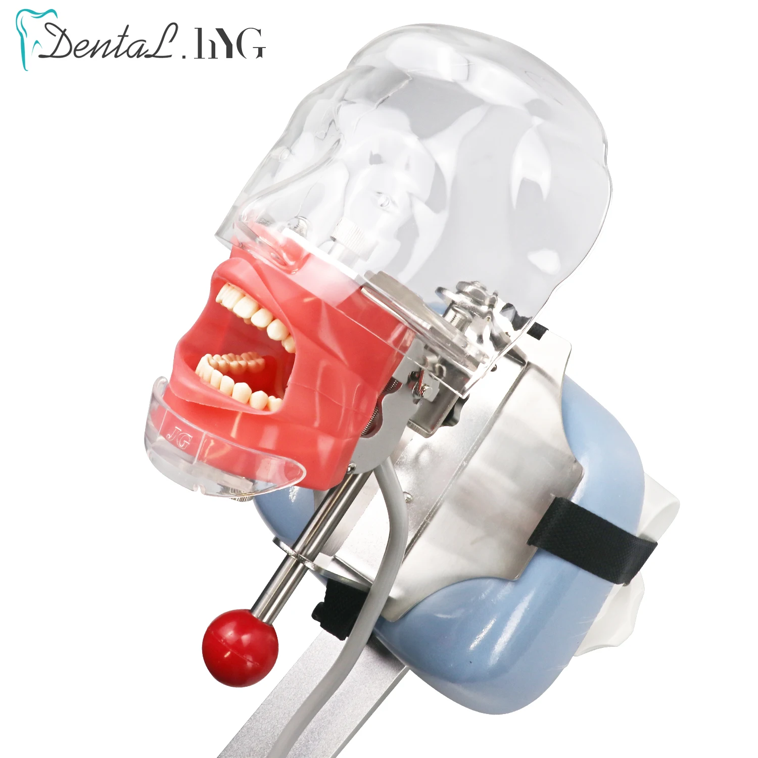 Prosta głowa Model Dental Simulator Phantom Head dla dentysty edukacja dentysta nauczanie/głowa Model Phantom do treningu Apparatu