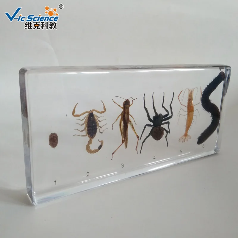 Transparent Resin Arthropods Centipede Spider Shrimp Locust Scorpion Embedded Specimens