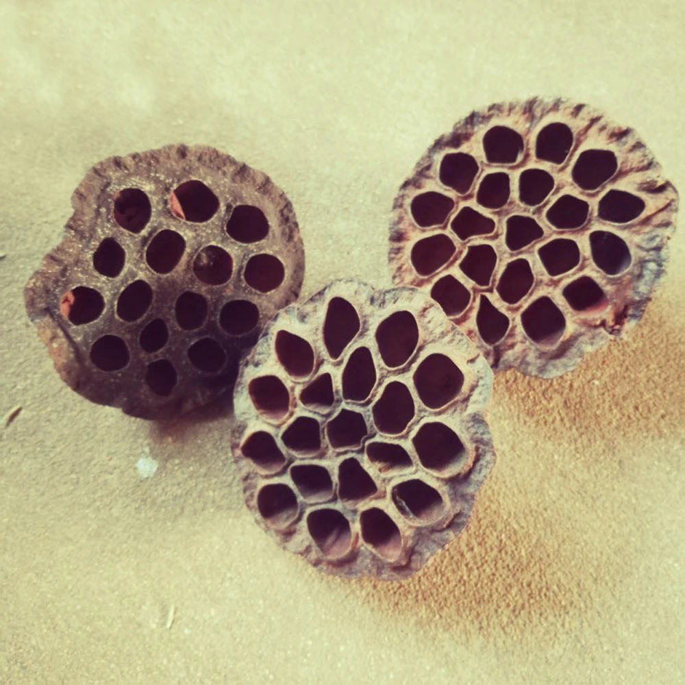 30pcs natural dired lotus seedpod&seedpod of the lotus