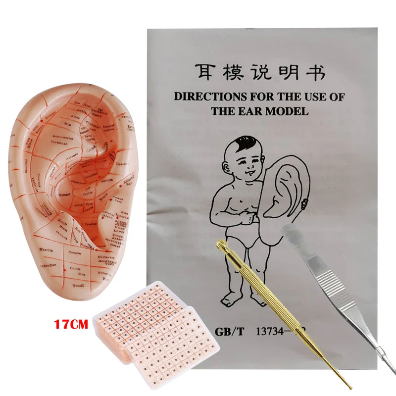 English Version Ear Acupuncture Earpins Model Model Auricular Application Model Ear Acupuncture Points Model 17 cm