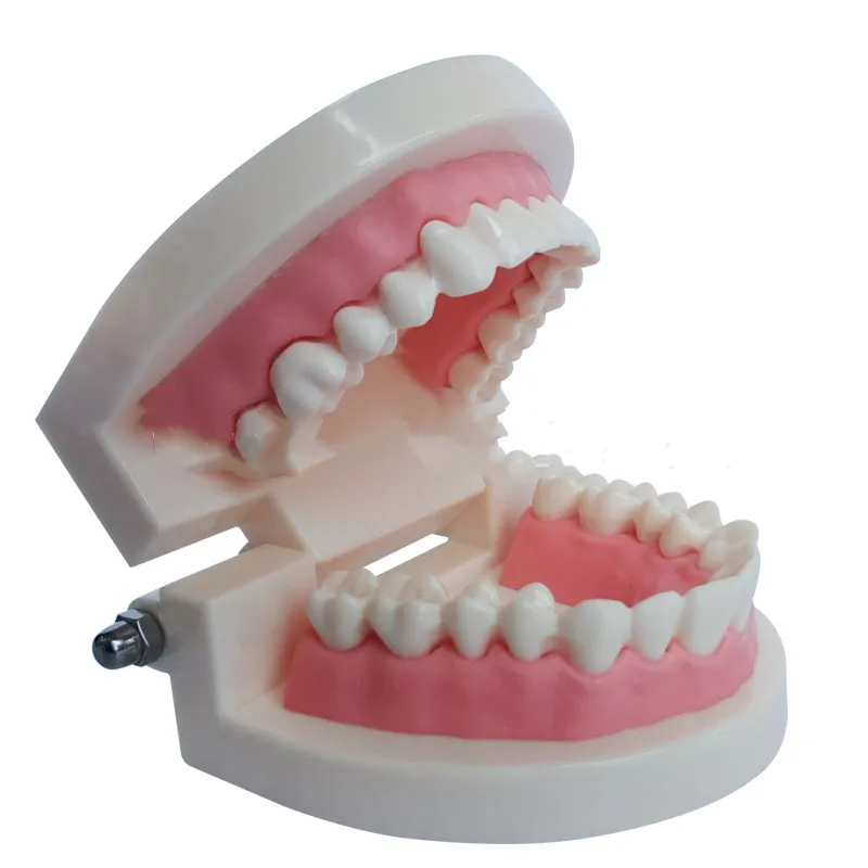 Oral health care dental model kindergarten teaching aids children brushing toys dental demonstration structure