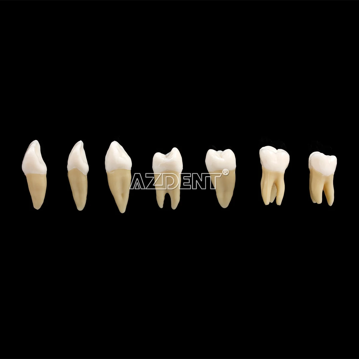 1:1 Dental 28 sztuk demonstracja stałe zęby naucz Model Implant dentysta praktyka produkt