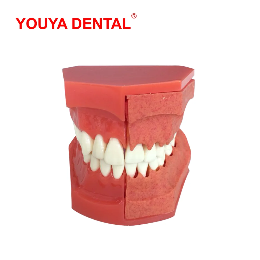 Dental Model Resin Children Primary Permanent Tooth Model Alternative Deciduous Teeth Model For Studying Teaching  Demonstration