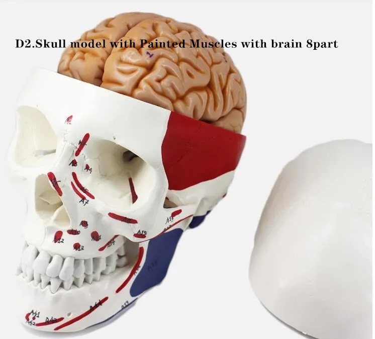 Adult Human Colorful Skull Anatomical Model Skeleton Head Model with Brain and spine