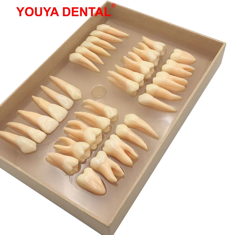 32pcs/set Dental Model Resin 2.5 Times Permanent Tooth Model Simulation Isolated Teeth Dentistry Dental Teaching Models Supplies