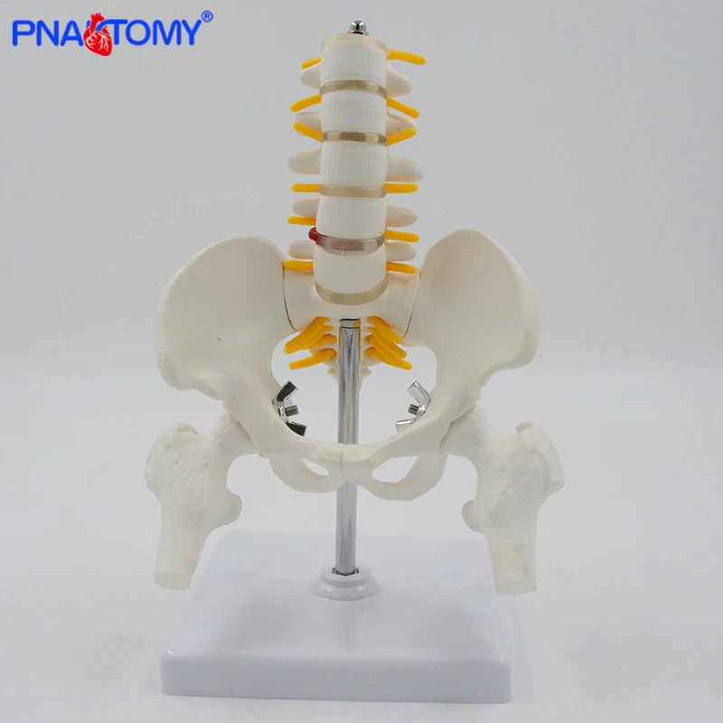 Mini Human Pelvic With Five Lumbar Vertebrae and Femur Model Spinal Column Spine Model Skeleton Anatomy Educational Equipment