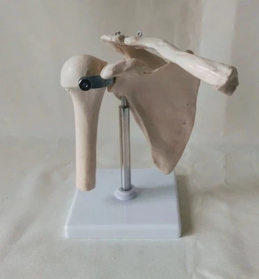 

natural size Human shoulder model Bone sketch teaching medical teaching apparatus free shippiing