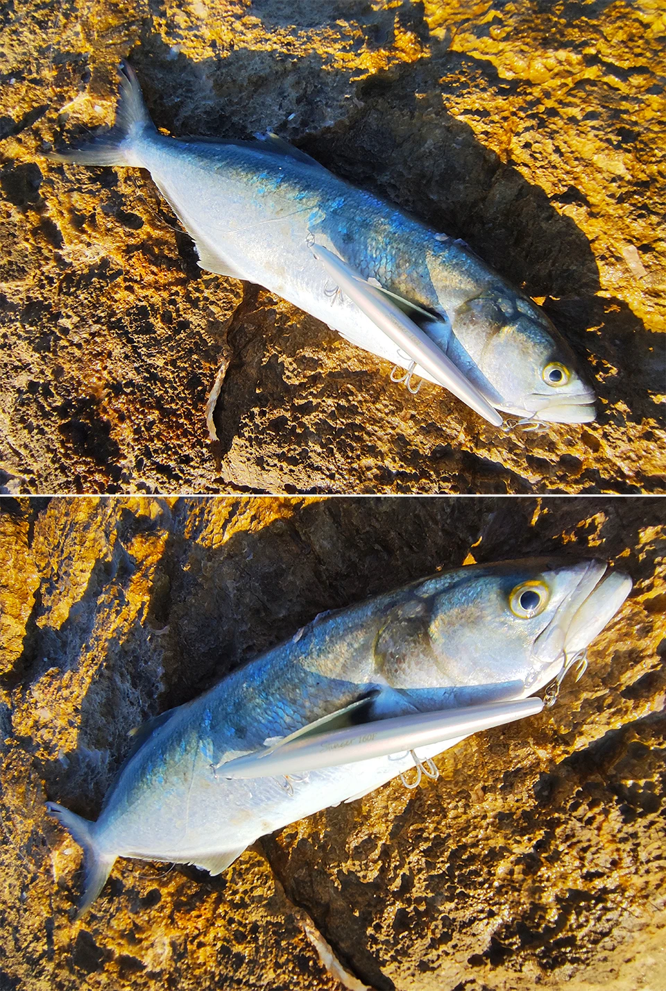 TSURINOYA 160F Ultra-lange Casting Schwimmende Minnow Angeln Köder DW110 STINGER 163mm 31g Meer Angeln Harten köder Piura Seebarsch Köder – Detail 26