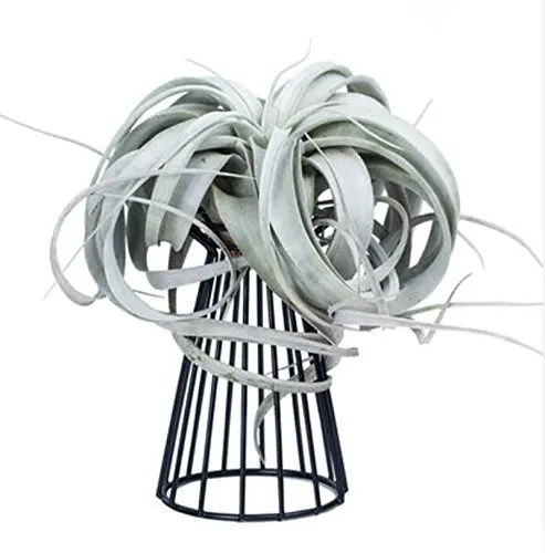 Air Plant Holder Metal Indoor Tabletop Air Plant Stands Tillandsia Plant Rack