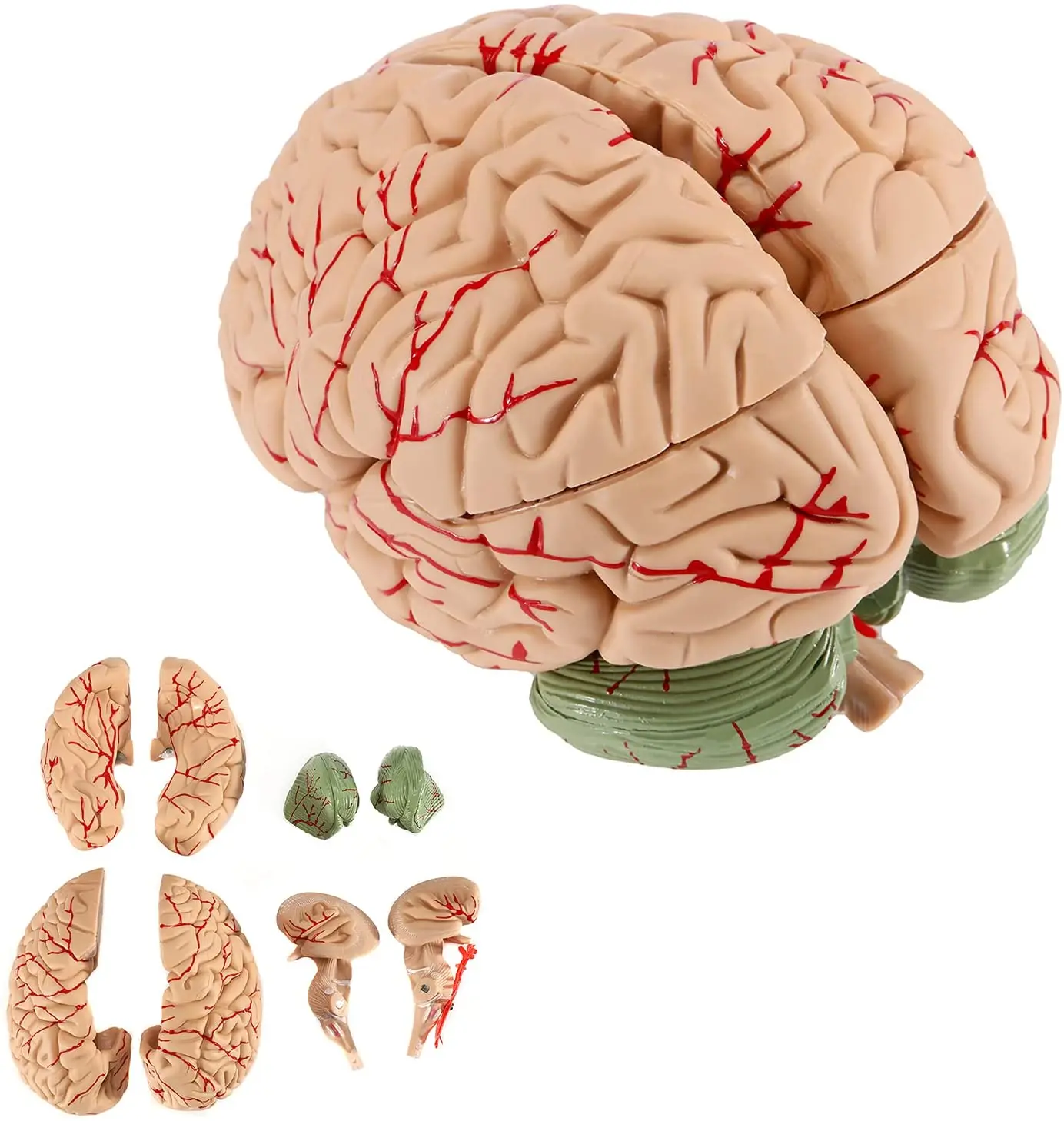 8 Parts Human Brain Cerebral Hemispheres Cerebellum Brainstem Model  Neuroscience  Vessels Life Size Anatomy Model