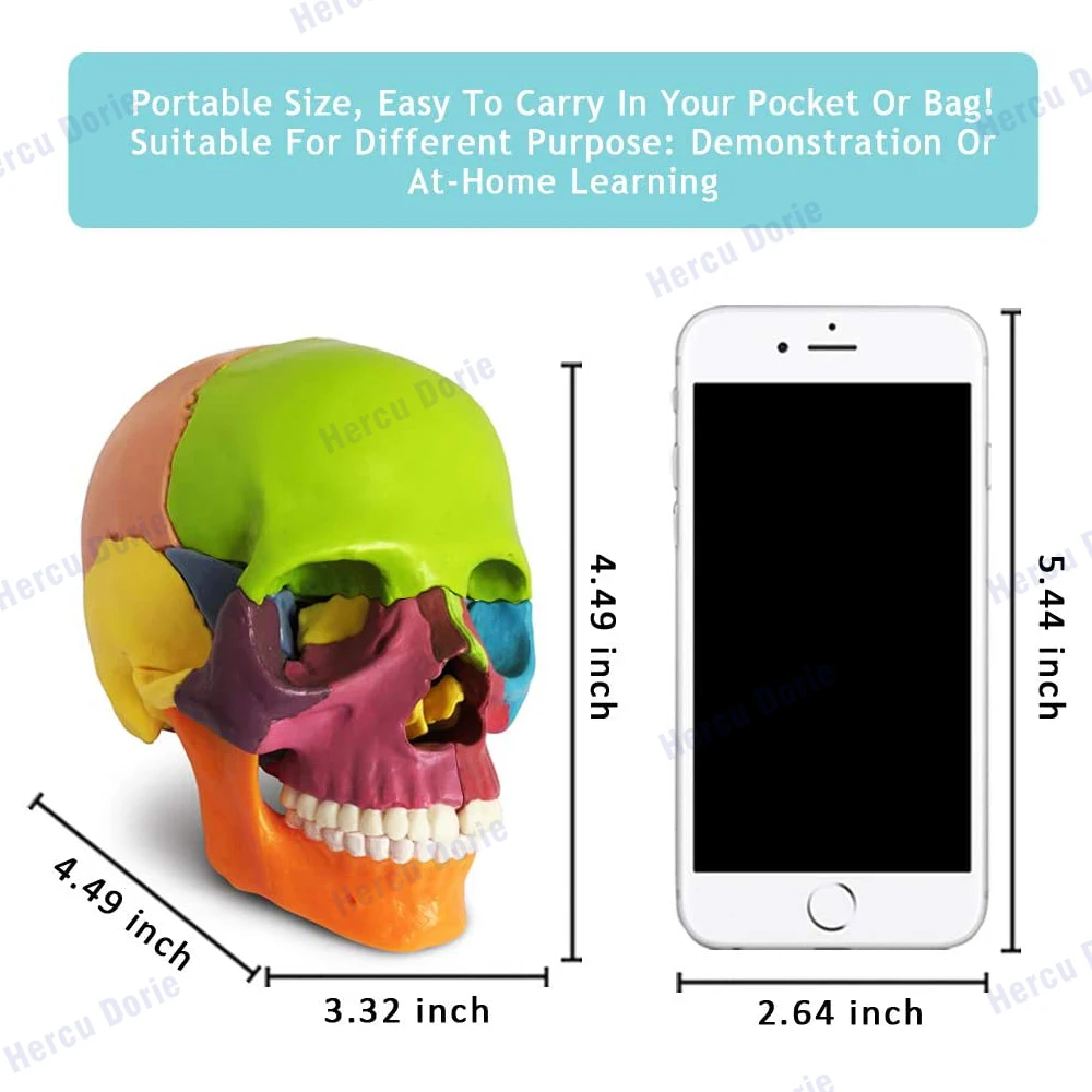 Mini Human Skull Model, Didactic 15 Parts Palm-Sized Anatomy Skull Model, Exploded Skull, Medical Teaching Learning, Kids Learni