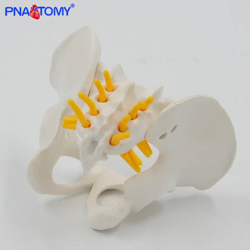 Mini Human Pelvis Bone Anatomical Model Skeleton Anatomy Model Pelvic Models Teaching Resources Educational Model Props