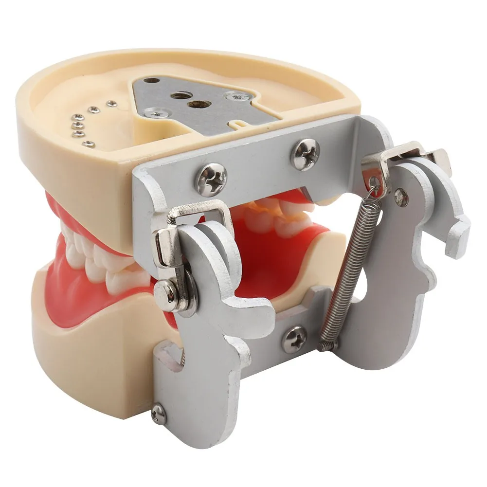 Dental Model Teeth Model Dental Teaching Model Standard Model with 32 Screw-in Teeths Demonstration Soft Hard Gum 28 24 Teeth