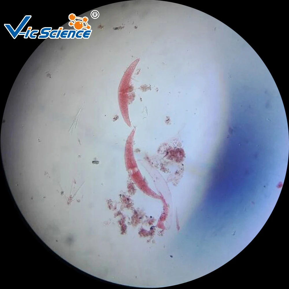 

30 pcs Medical and Teaching Animal Slide Kit