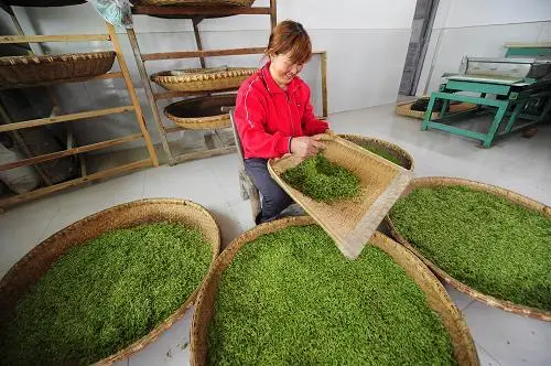 Peneira de chá comercial 200 kg/h capacidade