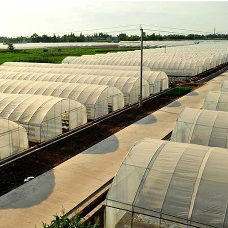 8M*30M-Cheap Vegetables Tunnel Greenhouse