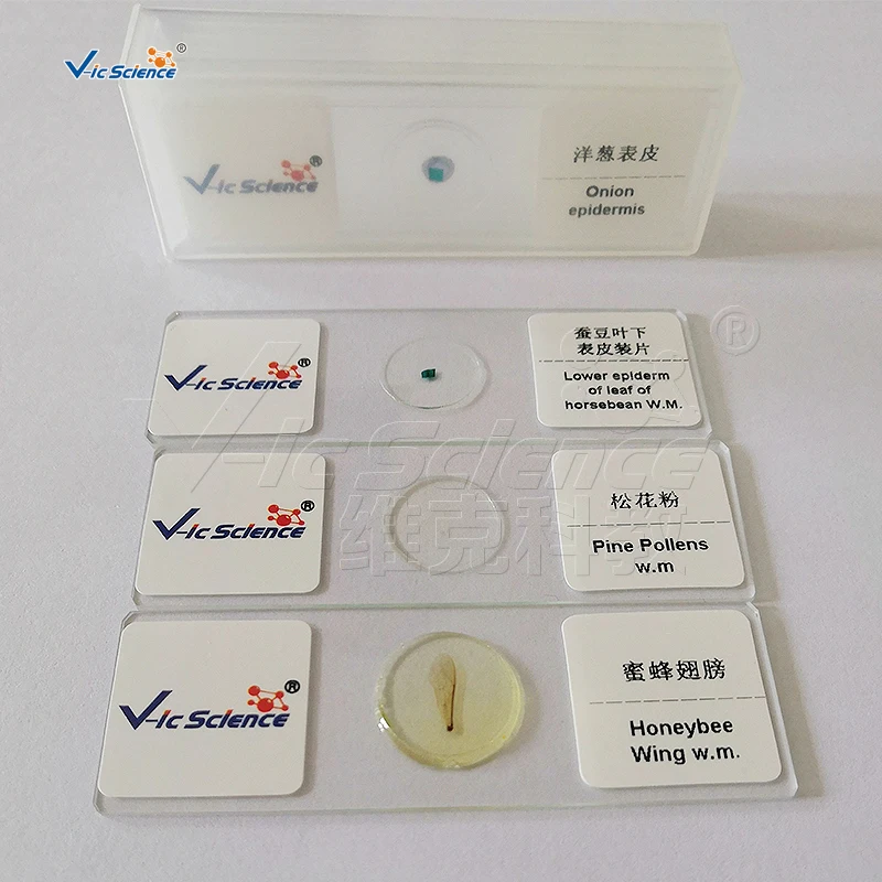 50 pz microslides preparato slides set