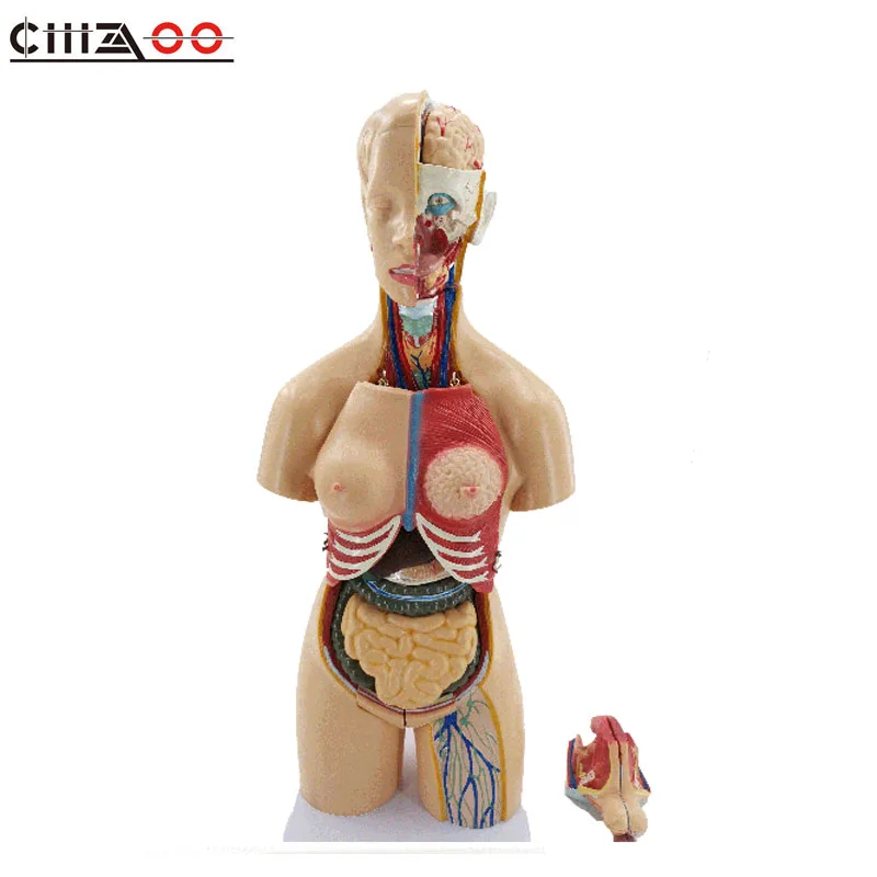 

55CM Human Unisex Anatomical Torso With Visceral model