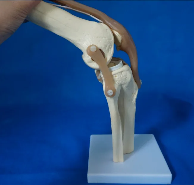 

Натуральная большая модель коленного сустава, модель человеческого скелета