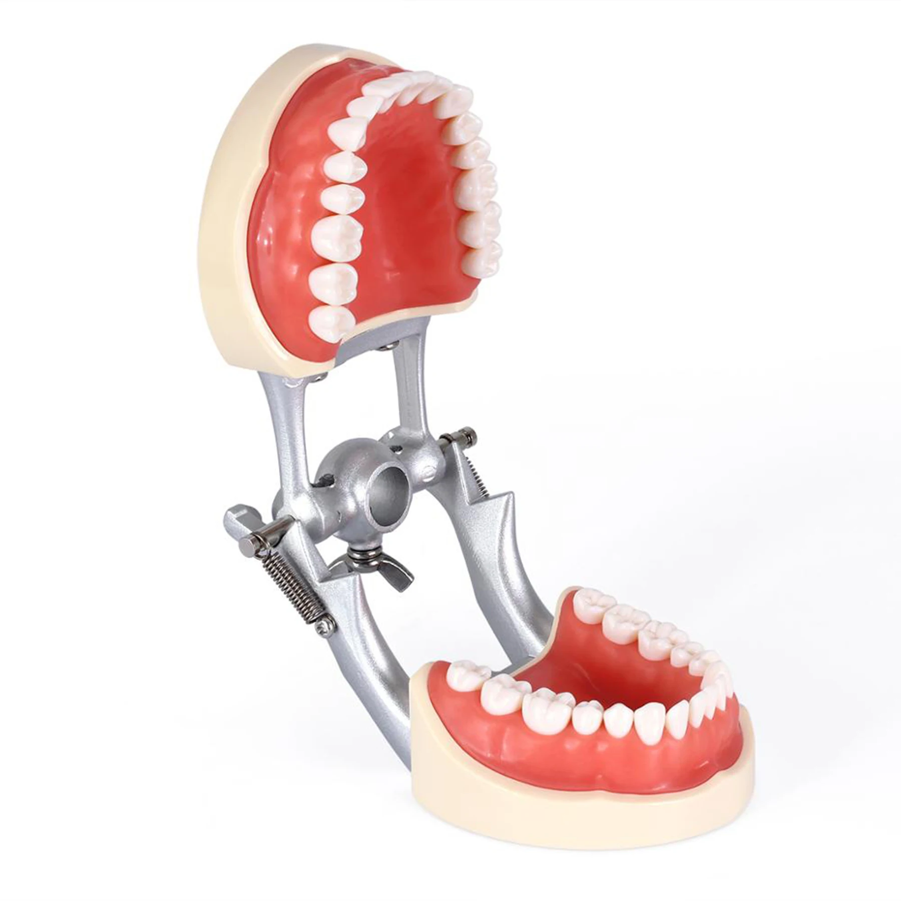 Dental Model anatomiczny symulacja policzek Kilgore Nissin 32 sztuk zdejmowane zęby nauczania badania modelu