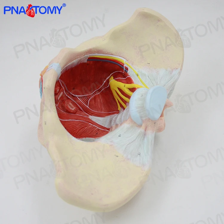 Female Pelvis Model with Pelvic Floor Muscles 1:1 Life Size Human Skeleton Medical Sciences Educational Equipment Anatomical